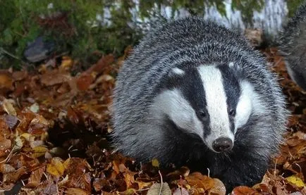 Raccoon или язовец, които предпочитат