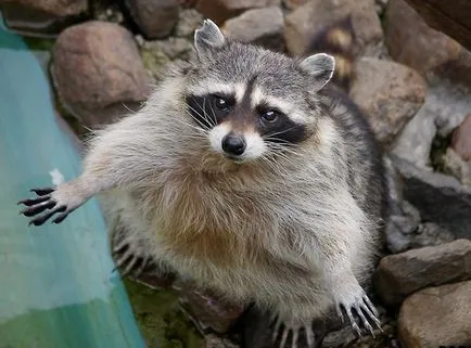 Raccoon или язовец, които предпочитат