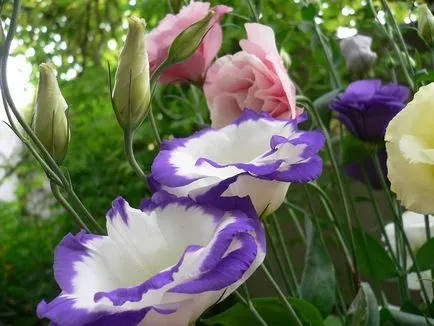 fotografii Eustoma și specii, de plantare și îngrijire la domiciliu și în grădină