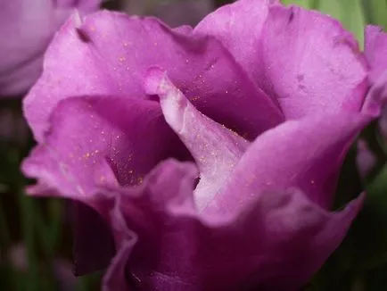 fotografii Eustoma și specii, de plantare și îngrijire la domiciliu și în grădină