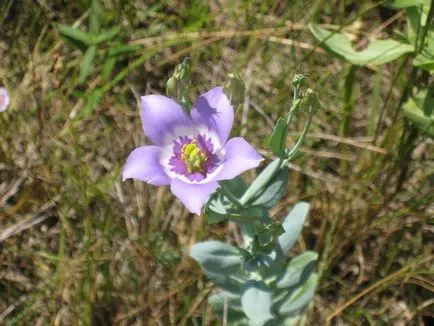 fotografii Eustoma și specii, de plantare și îngrijire la domiciliu și în grădină