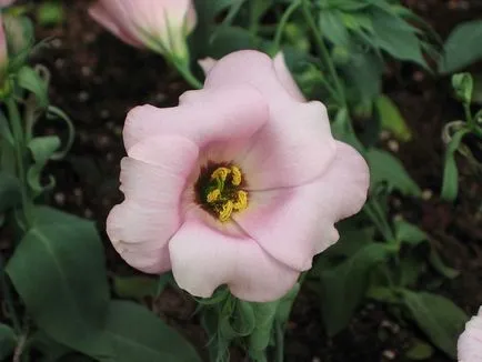 fotografii Eustoma și specii, de plantare și îngrijire la domiciliu și în grădină