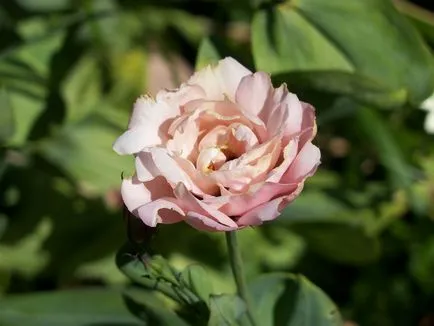 fotografii Eustoma și specii, de plantare și îngrijire la domiciliu și în grădină