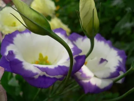 Eustoma fotók és fajok ültetési és ápolási otthon és a kertben