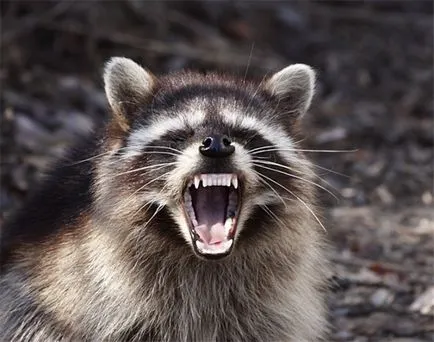 Raccoon или язовец, които предпочитат