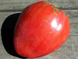 Tomate „Danko“ comentarii, fotografii, descriere