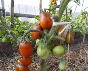 Tomatele de bar (50 poze) negru și roz soiuri de tomate gigant, cum să crească într-o seră, ceea ce