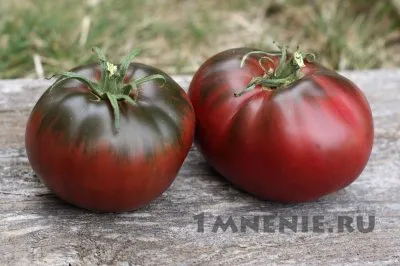 Tomate - Pol Robson - comentarii, roșii gustoase și mari întuneric