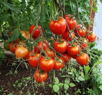 Tomate Siberian descriere miracol a soiului, cum să crească, fotografii