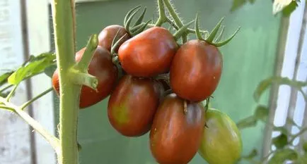 Tomatele de bar (50 poze) negru și roz soiuri de tomate gigant, cum să crească într-o seră, ceea ce