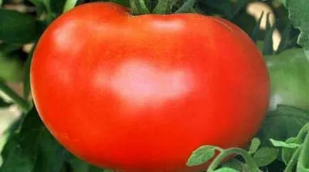 Tomate comentarii miracol Siberian, caracteristici ale randamentelor de cultivare și culturilor