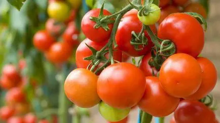 Tomate comentarii miracol Siberian, caracteristici ale randamentelor de cultivare și culturilor