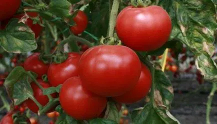 Tomate comentarii miracol Siberian, caracteristici ale randamentelor de cultivare și culturilor