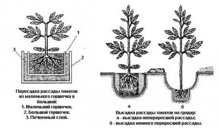 Tehnologia de tomate în creștere în grădina varietate de soiuri, de plantare și îngrijire