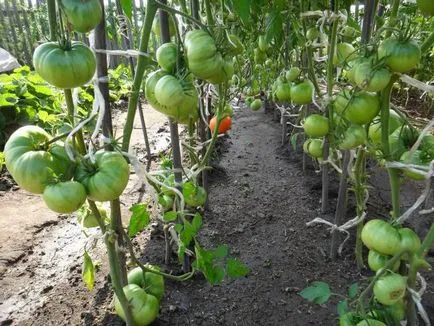 Tomate comentarii miracol Siberian, caracteristici ale randamentelor de cultivare și culturilor