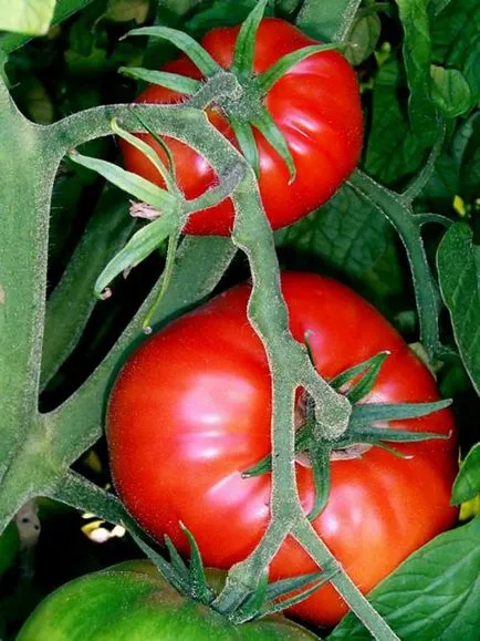 Killer Tomatoes de ce medicii nu mănâncă roșii - politRumyniya