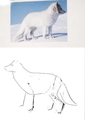 Tundra să atragă pas cu pas - pas cu pas cum să atragă desene creion animale animale