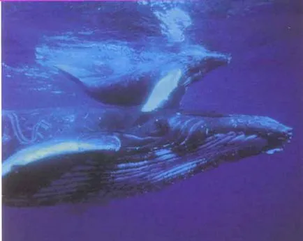 Nehéz szülés hosszúszárnyú bálna