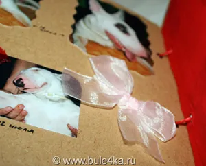 album foto unic pentru câine cu propriile sale mâini - o revista electronica „Femeia București“