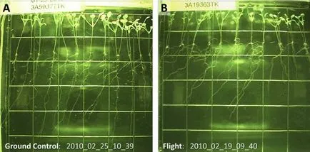 Oamenii de știință au studiat creșterea plantelor în absența gravitației