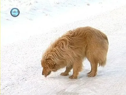 Ural Hachiko várja az elhunyt tulajdonos több mint egy éve