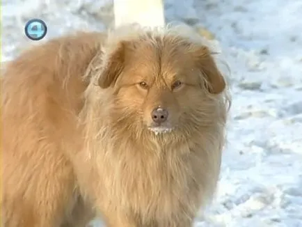 Ural Hachiko várja az elhunyt tulajdonos több mint egy éve