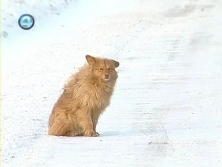 Ural Hachiko várja az elhunyt tulajdonos több mint egy éve