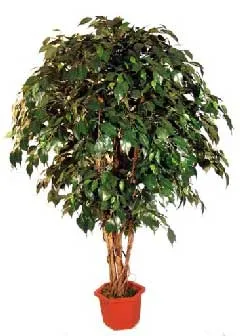 Care Ficus