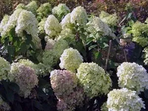 Gondozása hortenzia paniculata öntözés, szaporítás, metszés és alakítás, öltözködés füzérvirágzatú