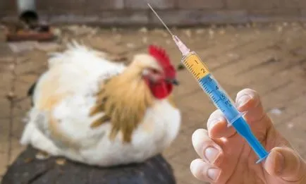 Ваксинирането на пилета в страната и нейните видове