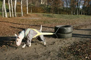 Veytpulling - súlyemelő kutya ápolás titkok otthon