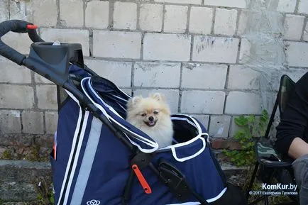 A avut loc în Bobruisk Republican Dog Show - Bobruisk