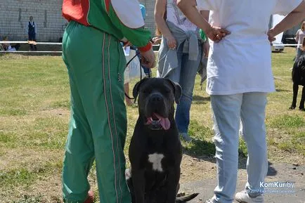 A avut loc în Bobruisk Republican Dog Show - Bobruisk