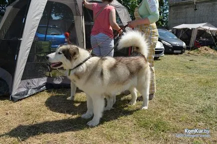 A avut loc în Bobruisk Republican Dog Show - Bobruisk