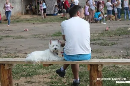 A Bobruisk volt a verseny a kutya szépség