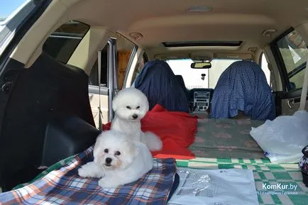 A avut loc în Bobruisk Republican Dog Show - Bobruisk