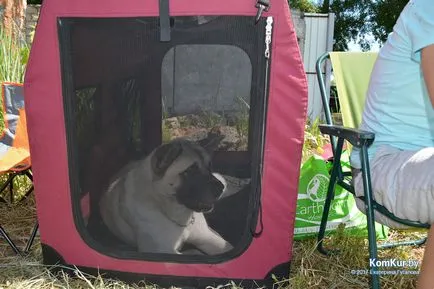 A avut loc în Bobruisk Republican Dog Show - Bobruisk