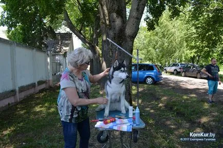 A avut loc în Bobruisk Republican Dog Show - Bobruisk