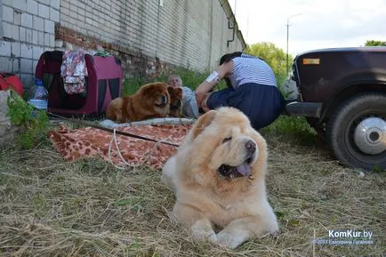 A avut loc în Bobruisk Republican Dog Show - Bobruisk