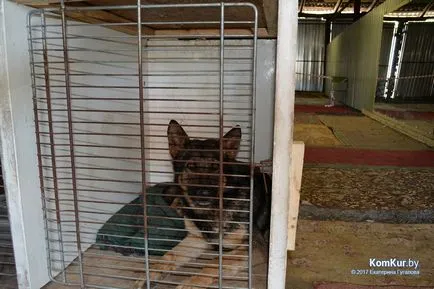 A avut loc în Bobruisk Republican Dog Show - Bobruisk