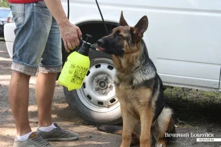 В Бобруйск се проведе конкурс за красота куче