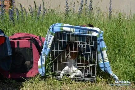 A avut loc în Bobruisk Republican Dog Show - Bobruisk