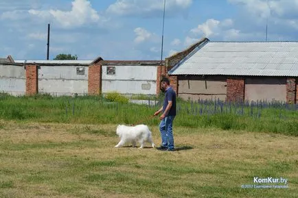 A avut loc în Bobruisk Republican Dog Show - Bobruisk