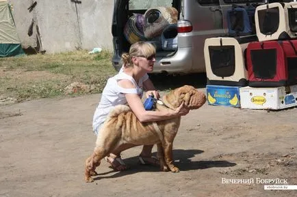 A Bobruisk volt a verseny kutya szépség
