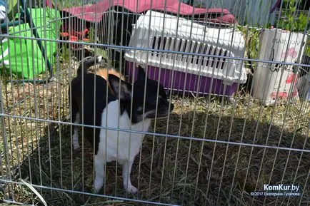 A avut loc în Bobruisk Republican Dog Show - Bobruisk