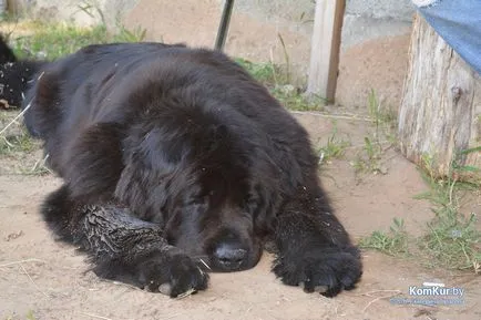 A avut loc în Bobruisk Republican Dog Show - Bobruisk