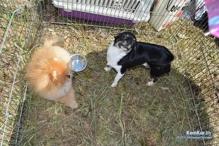 A avut loc în Bobruisk Republican Dog Show - Bobruisk