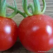 Cultivarea tomate în seră din policarbonat, compania ALECON