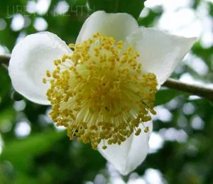 Cultivăm o planta de ceai, Camellia chinezesc, flori de vis