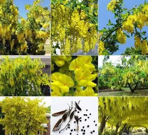 Култивиране бадем (Laburnum) от семена, издънки, наслояване, разделяне на храста